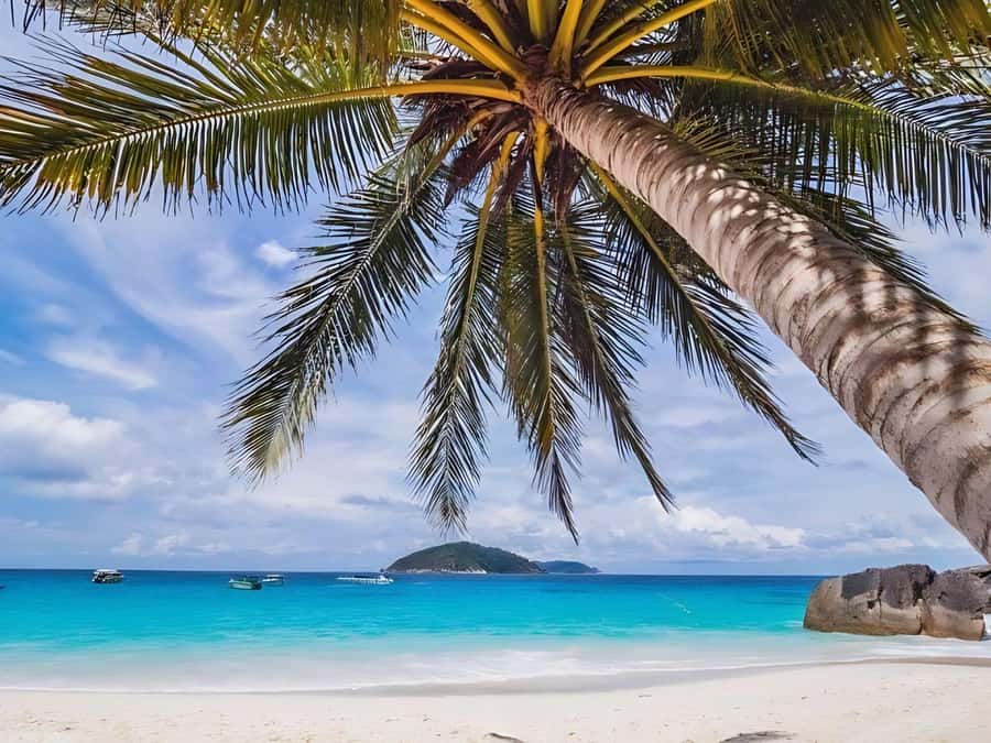 Phuket/Khao Lak: Similan Islands by Speedboat - After snorkeling: the Southern Thai dinner and the return transfer
