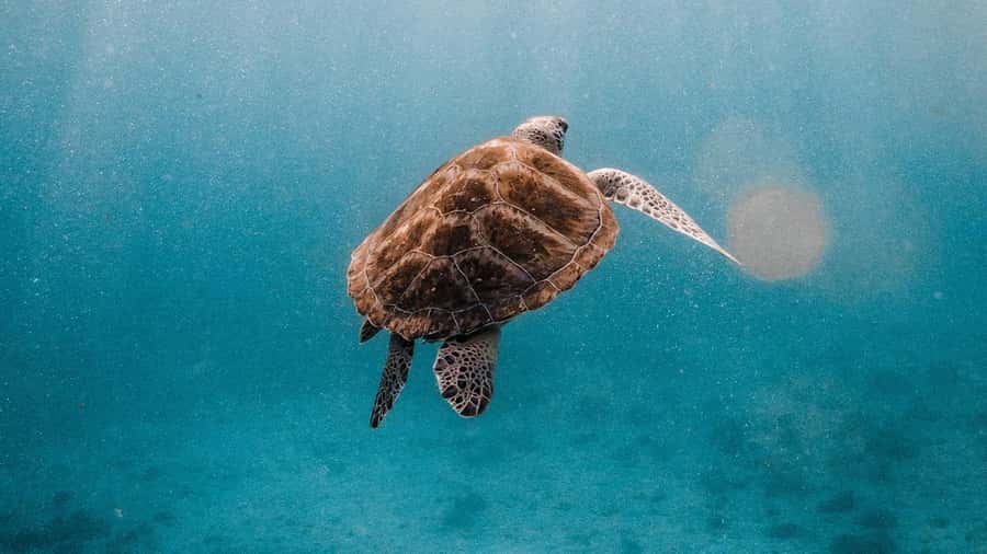 Phuket/Khao Lak: Similan Islands Luxury Catamaran Experience - Price and value: what you’re really paying for at $128