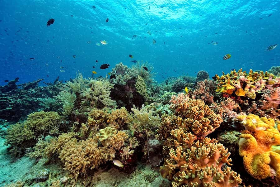 Phuket/Khao Lak: Similan Islands Speedboat Tour with Lunch - What to bring (and what to avoid) for a smoother Similan day
