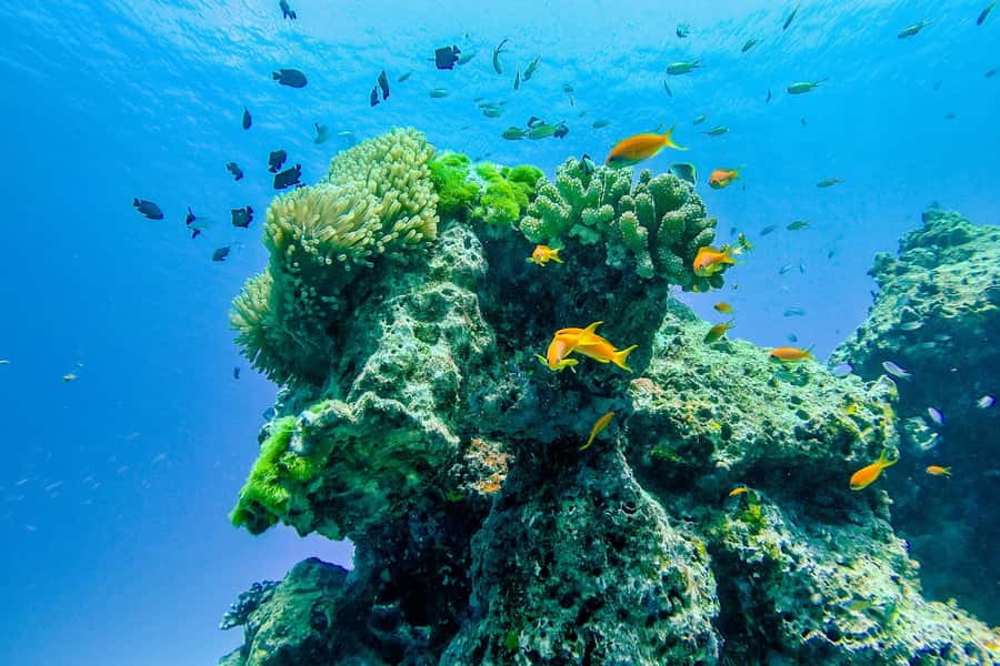 Phuket/Khao Lak: Speedboat Snorkel Tour to Similan Islands - Ko Miang: the white-sand contrast stop and possible wildlife moments