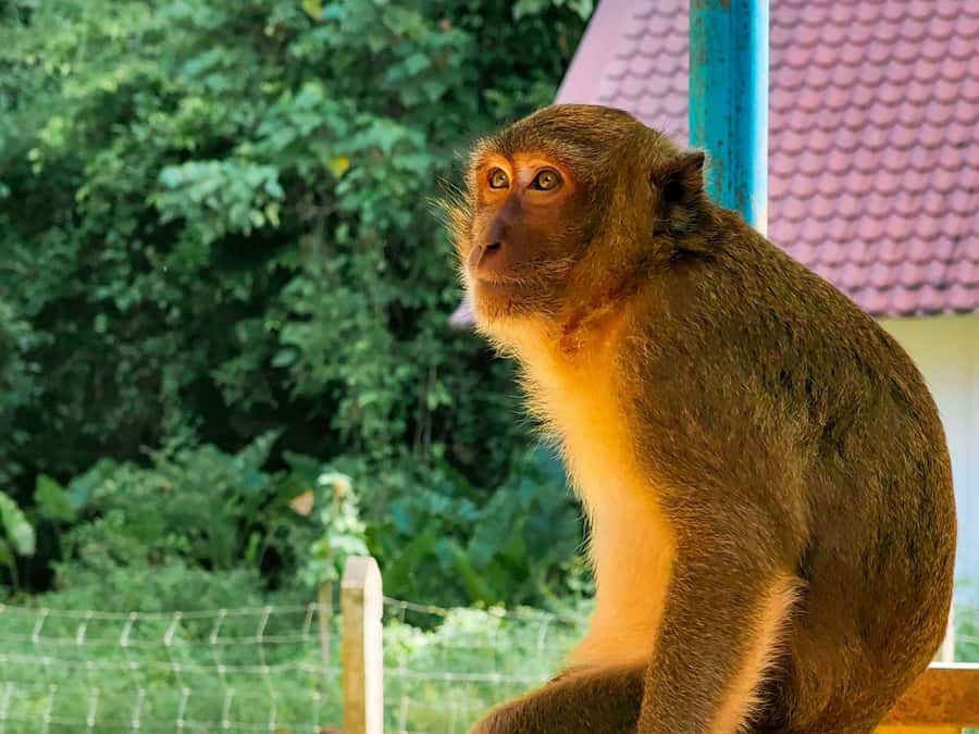 Phuket: Khao Sok and Cheow Lan Lake Tour with Lunch - Khao Sam Kloe, Gui Lin Rock, and the short scenic photo stops