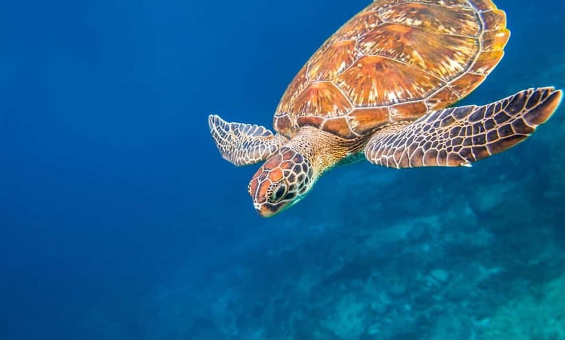 Phuket : Lazy Similan Islands by Catamaran with lunch - Key Points That Matter