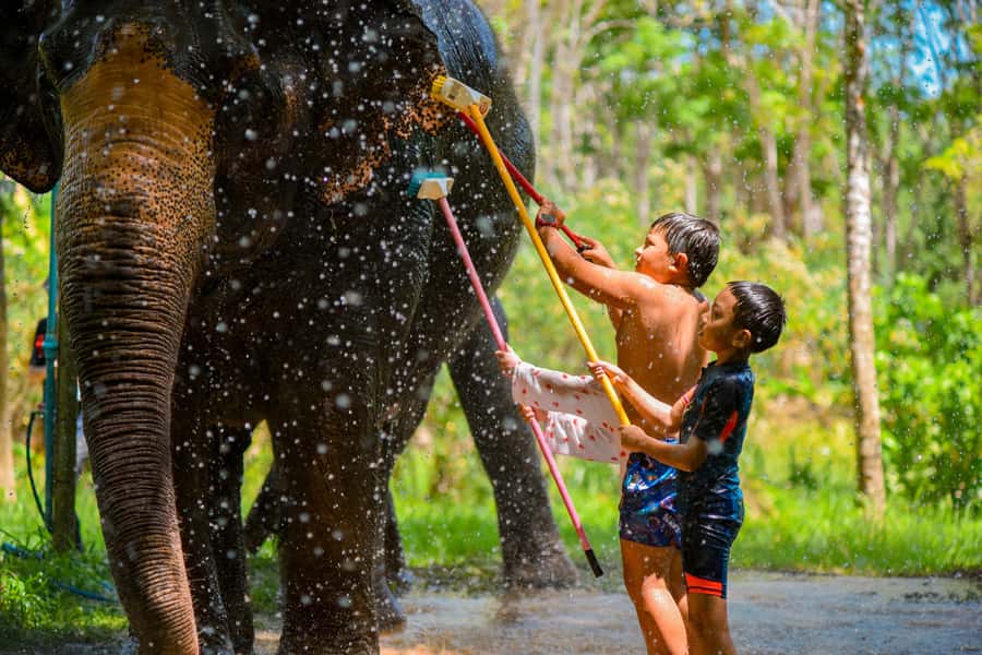 Phuket: Lily Elephant Half day Trip on the Beach with lunch - Vitamin Balls and Learning Elephant Care Basics