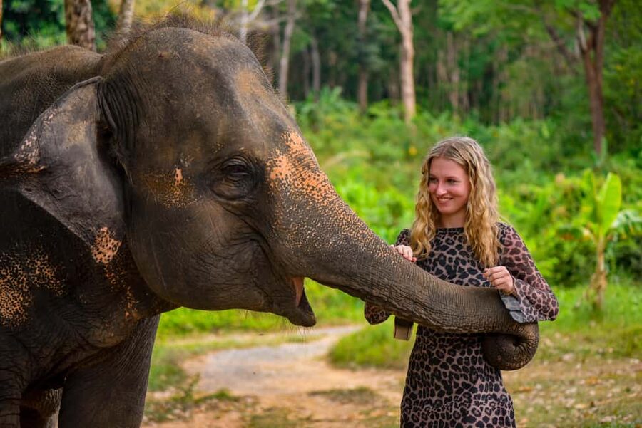 Phuket: Make & Meet The Gentle Giant Experience - Vitamin Balls First: Why This Elephant Experience Feels Different