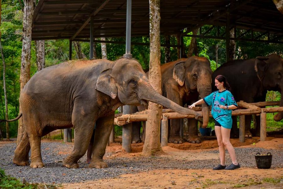 Phuket: Make & Meet The Gentle Giant Experience - Feeding Time: Fruit, Treats, and Gentle Elephant Interaction