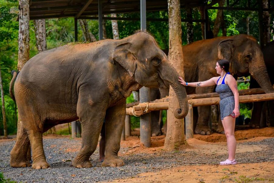 Phuket: Make & Meet The Gentle Giant Experience - Who Should Book This Gentle Giant Vitamin Ball Experience?