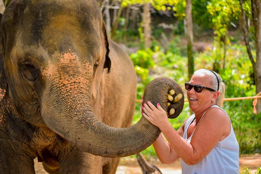 Phuket: Make & Meet The Gentle Giant Experience - Getting to Lily Elephant Camp and Settling In