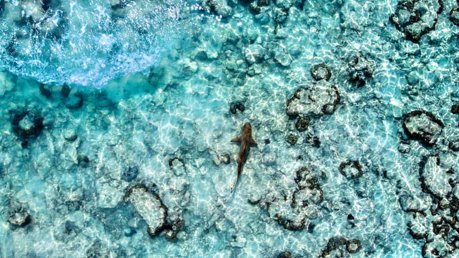 Phuket: Maya, Phi Phi, and Bamboo Island with Buffet Lunch - Bamboo Island’s heart-shaped sand: the relaxing finish