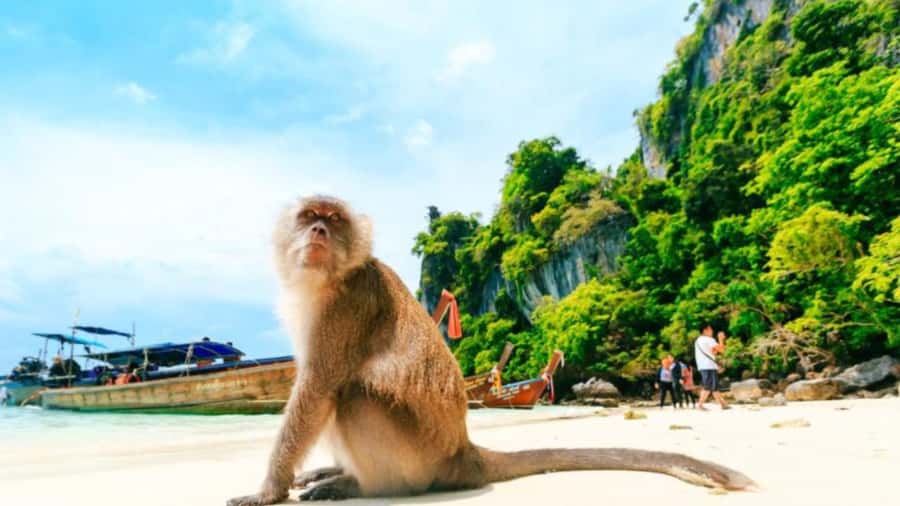 Phuket: Phi Phi Islands, Bamboo Island and Pileh Lagoon Trip - Pileh Lagoon: emerald water, a swim-focused payoff