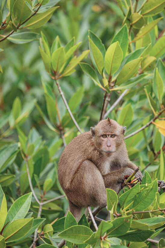 Phuket: Phi Phi Islands & Khai Island Premium Day Tour - Khai Nok Island: white-sand downtime that balances the pace