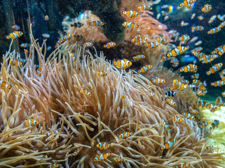 Phuket: Phi Phi, Maya, Khai or Maiton or Bamboo Island Tour - Why the Phuket Phi Phi Maya and Khai combo makes sense