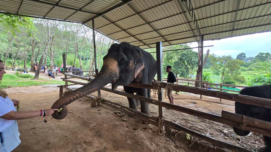 Phuket: Phuket Elephant Care Sanctuary ECO Tour - Feeding elephants fruit: close, but guided and controlled