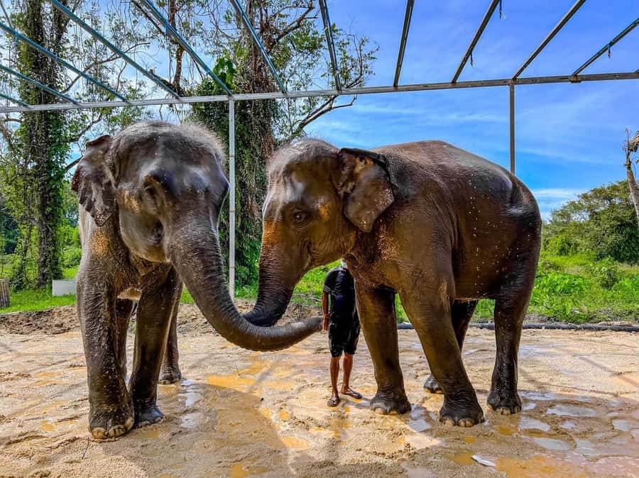 Phuket: Phuket Elephant Care Sanctuary ECO Tour - Rain-shower rinse: the quick reset after the mud