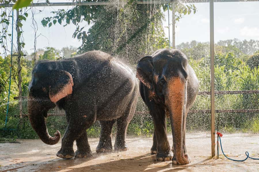 Phuket: Phuket Elephant Care Sanctuary ECO Tour - The ECO tourism briefing: what “ethical” means here