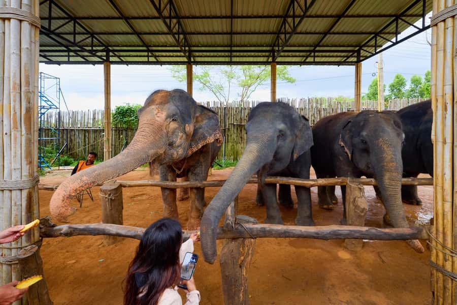 Phuket: Phuket Elephant Sanctuary, Wat Chalong & more - Who should book this tour, and who should skip it