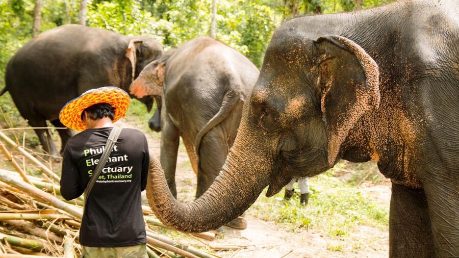 Phuket: Phuket Elephant Sanctuary, Wat Chalong & more - Wat Chalong: bright temple details with real context