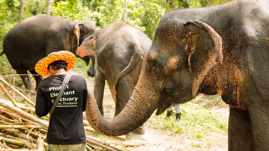 Phuket: Phuket Elephant Sanctuary, Wat Chalong & more - GSTC-certified and low-impact touches that are worth noticing