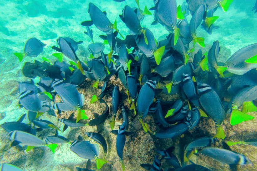 Phuket: Racha and Coral Islands Speedboat Trip with Lunch - Coral Island Schedule: Photo Stop, Guided Tour, Lunch, Then Free Time