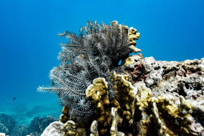 Phuket: Racha and Coral Islands Speedboat Trip with Lunch - How the 450 Minutes Add Up for Your Day