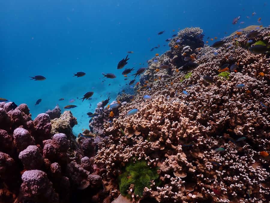 Phuket: Racha Islands Premium Tour with Snorkel & Lunch - Koh Racha Yai (Koh Racha Island): lunch at the beach and extra swim time