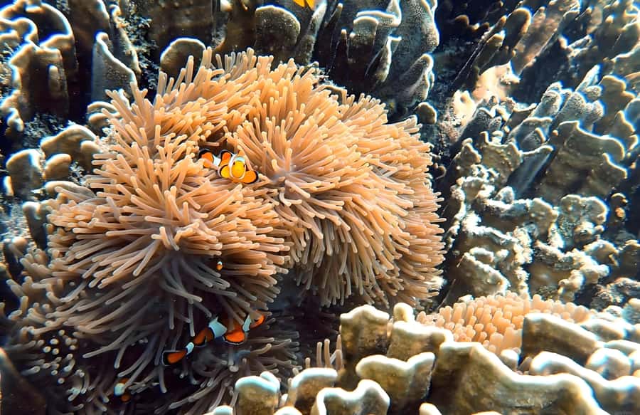 Phuket: Racha Noi & Maiton Catmaran Tour with Beach Picnic - Cost and value: is $139 a fair deal for a 10-hour island day?