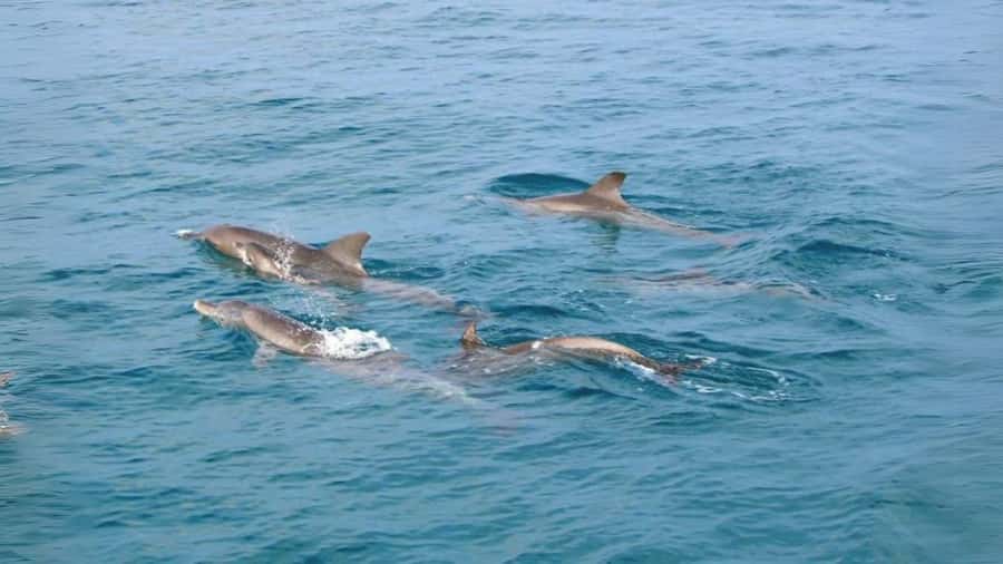 Phuket: Raya Island, Maithon Island, & Dolphin Spotting Tour - Pirates Beach on Raya Noi: sand, views, and an easy start
