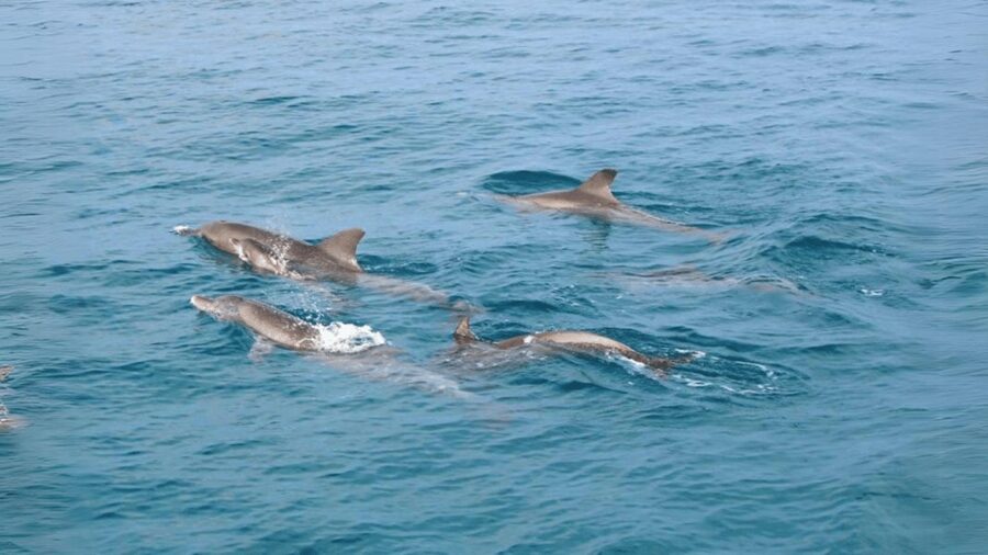 Phuket: Raya Island, Maithon Island, & Dolphin Spotting Tour - Second snorkeling stop after lunch: another reef chance