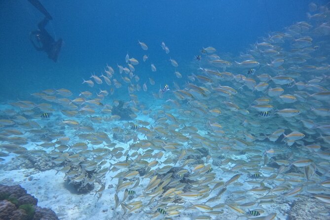 Phuket: Scuba Dive Racha and Coral Islands with Snorkeling Tour - Price and value: is $89.17 a fair deal?