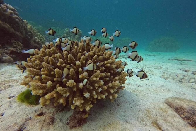 Phuket: Scuba Dive Racha and Coral Islands with Snorkeling Tour - Who this Phuket day trip fits best (and who might want something else)
