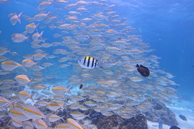 Phuket: Scuba Dive Racha and Coral Islands with Snorkeling Tour - Morning timing: pickup, Chalong Pier, then out to Racha
