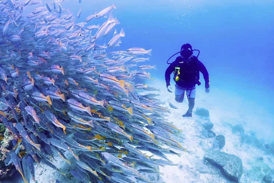 Phuket: Scuba Diving Maithon Or Racha Islands For All Levels - Price and logistics: when $100 is a steal, and when it costs extra