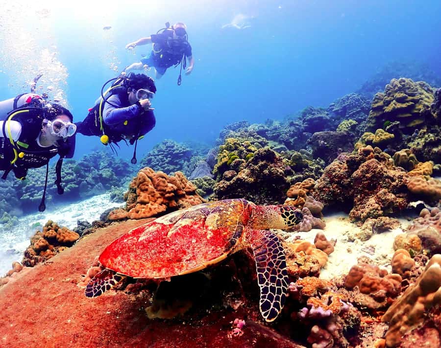 Phuket: Scuba Diving Maithon Or Racha Islands For All Levels - Why Racha Yai, Racha Noi, and Maiton are the right Phuket trio