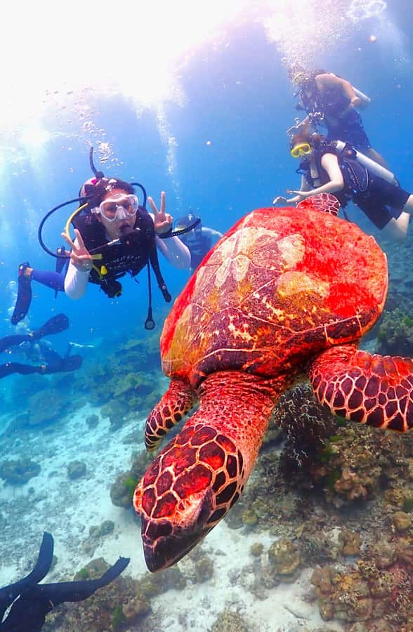Phuket: Scuba Diving Maithon Or Racha Islands For All Levels - Racha Yai: your best bet if you’re starting out (or want calm structure)
