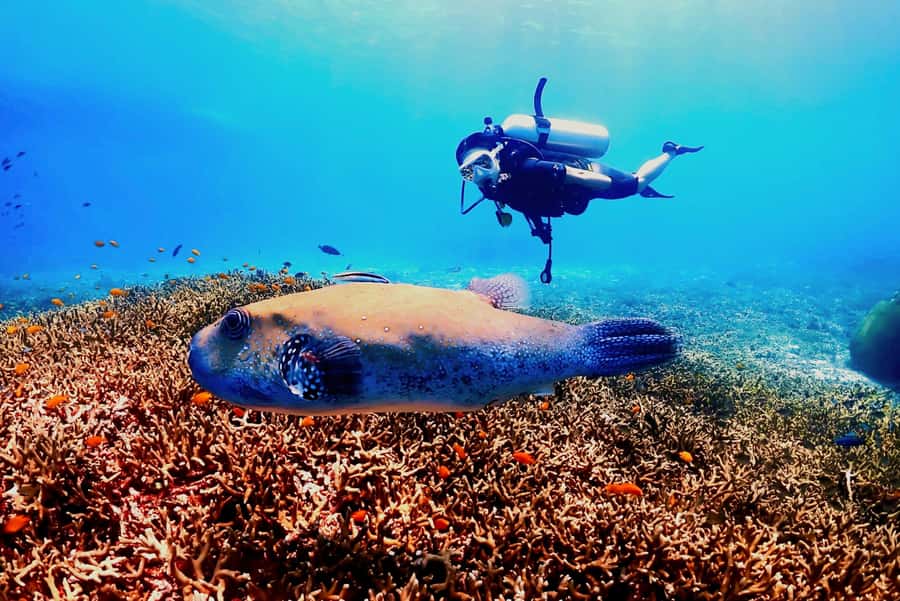 Phuket: Scuba Diving Maithon Or Racha Islands For All Levels - Lunch, Coral Island, and the onboard rhythm that keeps you sane