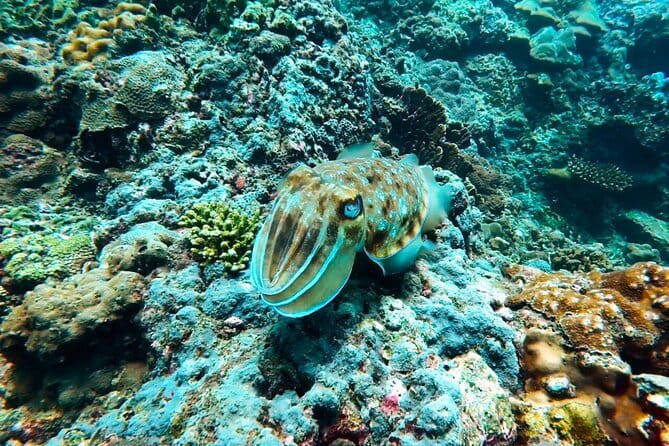Phuket Scuba Diving Maiton Private Island Small Group or Snorkel - Your underwater plan: beginners, non-certified options, and Ko Mai Thon