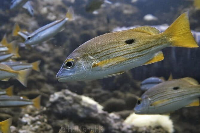Phuket Scuba Diving Phi Phi Islands (Certified Divers Only) - Getting to Phi Phi from Phuket: the “easy day” logistics
