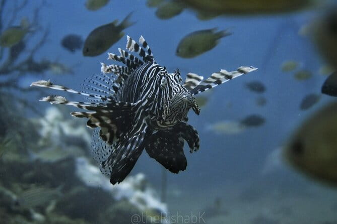 Phuket Scuba Diving Phi Phi Islands (Certified Divers Only) - The schedule: how three underwater sessions fill an 8-hour day