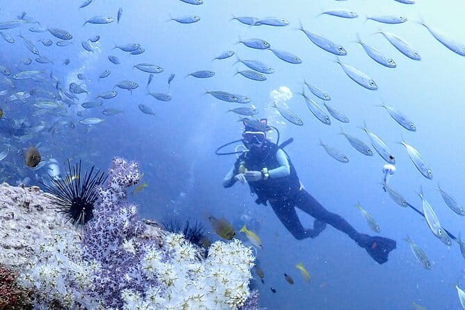 Phuket Scuba Diving Phi Phi Islands (Certified Divers Only) - What certified divers get on board (and what you don’t)