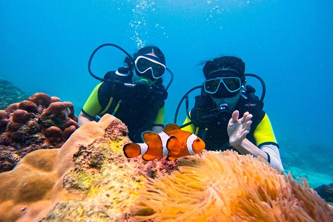 Phuket Scuba Diving: Racha Island Or Maiton Island For All Levels - Racha Yai vs Maiton (Ko Mai Thon): Which island should you pick?