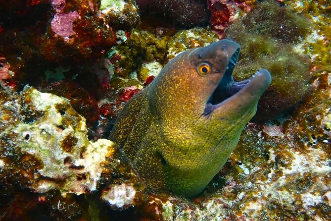 Phuket Scuba Diving: Racha Island Or Maiton Island For All Levels - Price and value: what $97.79 buys you in the real world