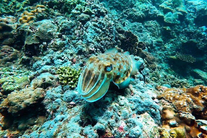 Phuket Scuba Diving: Racha Island Or Maiton Island For All Levels - Getting there: Chalong Pier and pickup options (plus cruise reality)