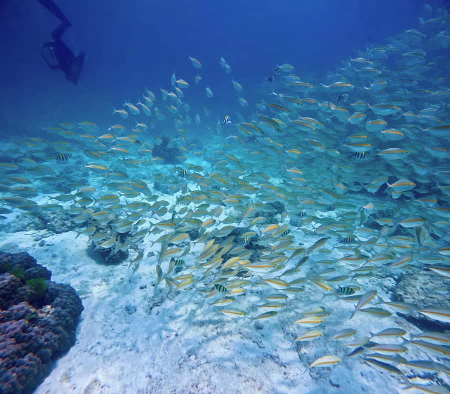Phuket Scuba Diving Racha Islands 1-3 Dives For All Levels - Price and value: why $147 can make sense