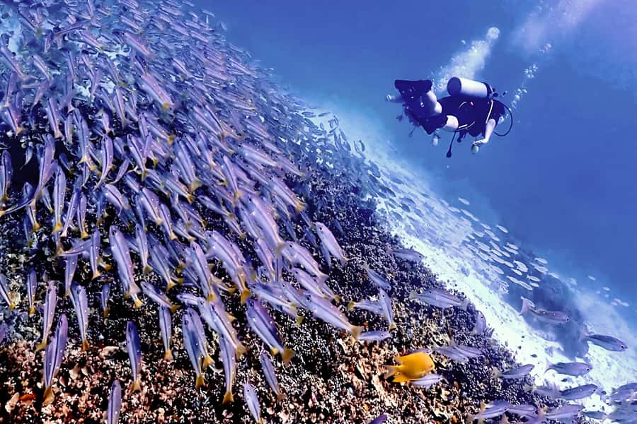 Phuket Scuba Diving Racha Islands 1-3 Dives For All Levels - Racha Islands: the reef day that fits Phuket life