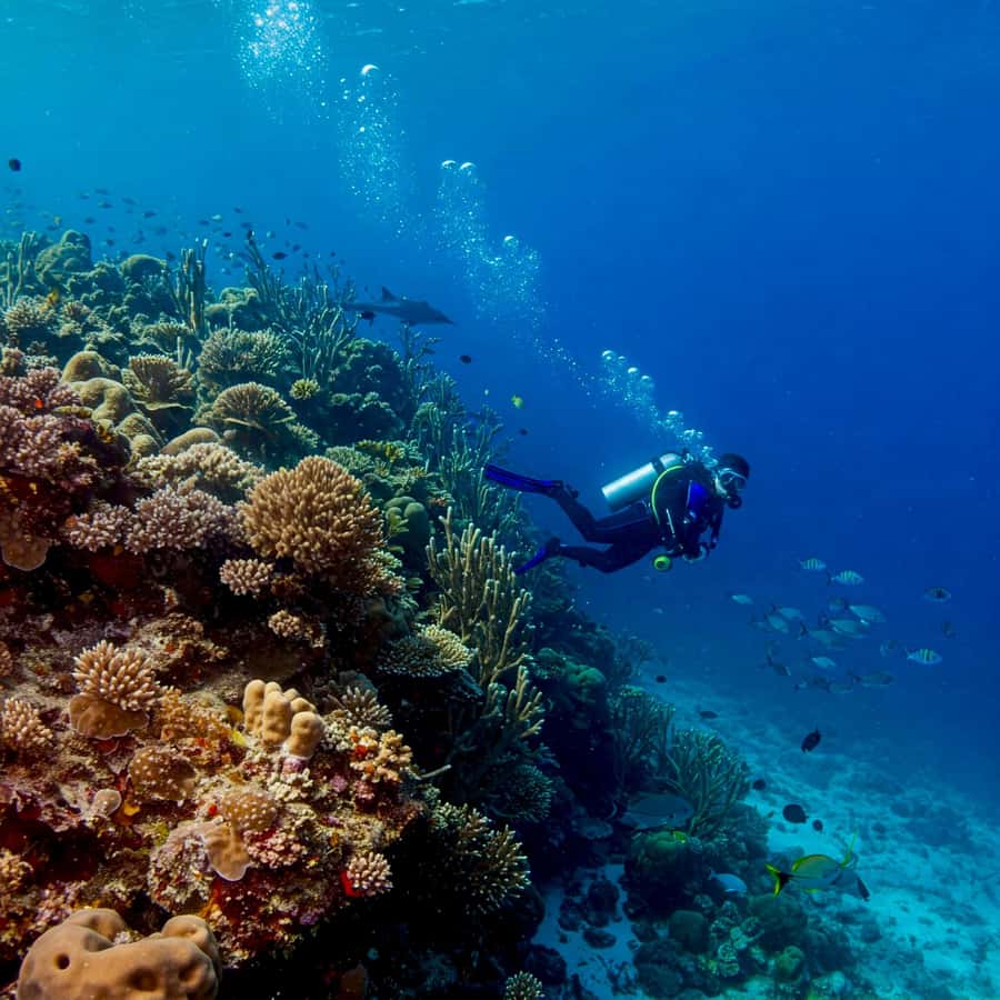 Phuket Scuba Diving Racha Islands 1-3 Dives For All Levels - Gear is handled for you, so you can travel lighter