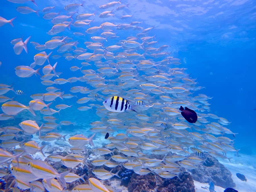 Phuket Scuba Diving Racha Islands 1-3 Dives For All Levels - Marine life: what you’re likely to see and how to spot it