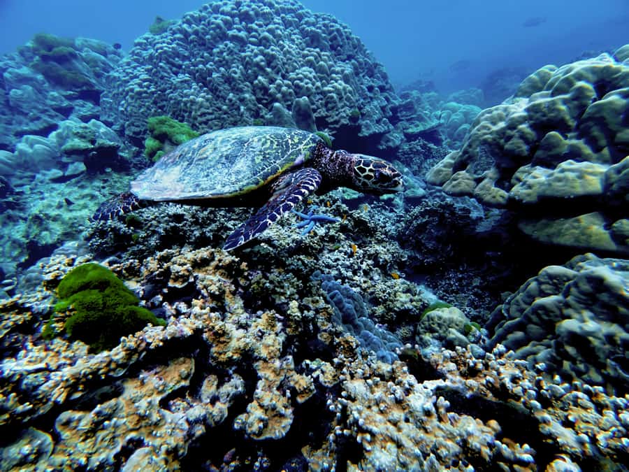 Phuket Scuba Diving Racha Islands 1-3 Dives For All Levels - Lunch, snacks, and keeping your energy steady