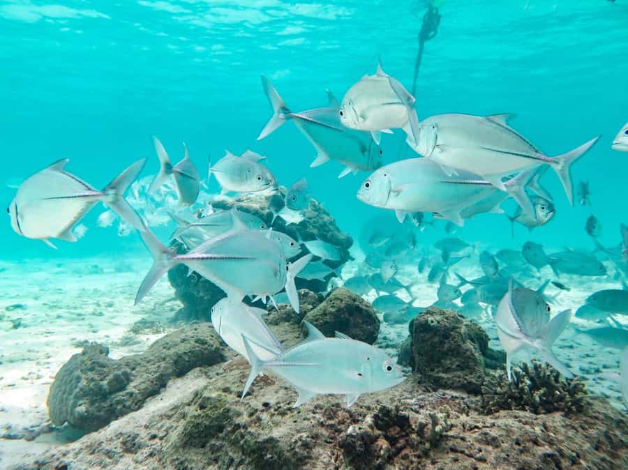 Phuket: Similan Island Full-Day Trip by Speedboat with Meals - Key Things You’ll Notice on This Similan Speedboat Tour