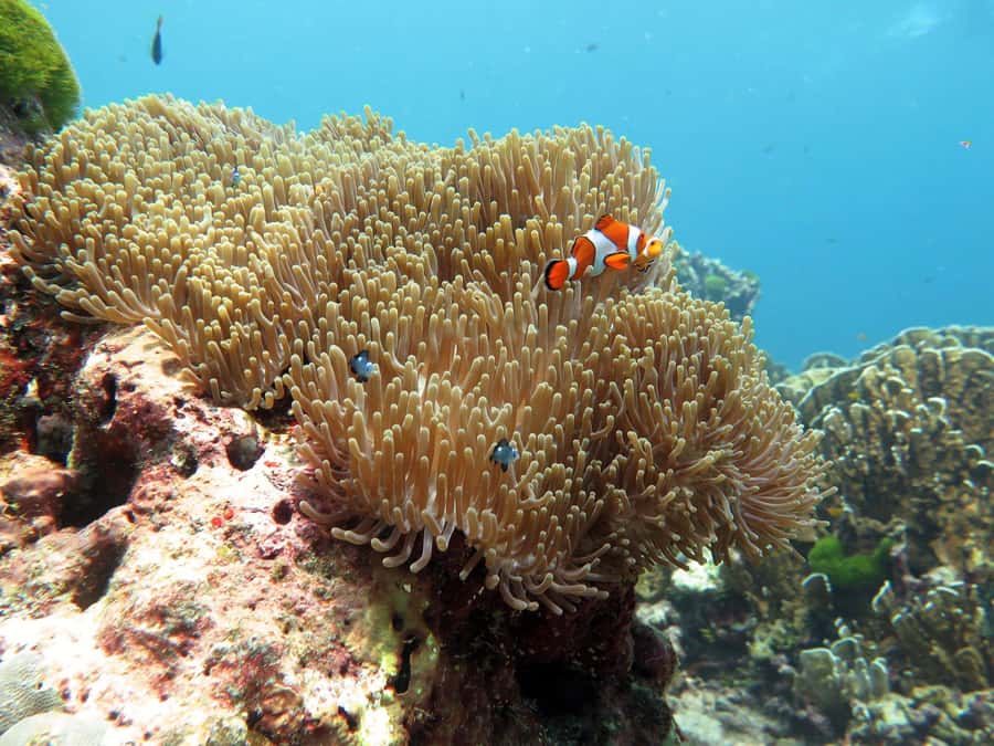 Phuket: Similan Island Full-Day Trip by Speedboat with Meals - Miang Island (Koh 4) Morning Stop: Walk, Snorkel, or Both
