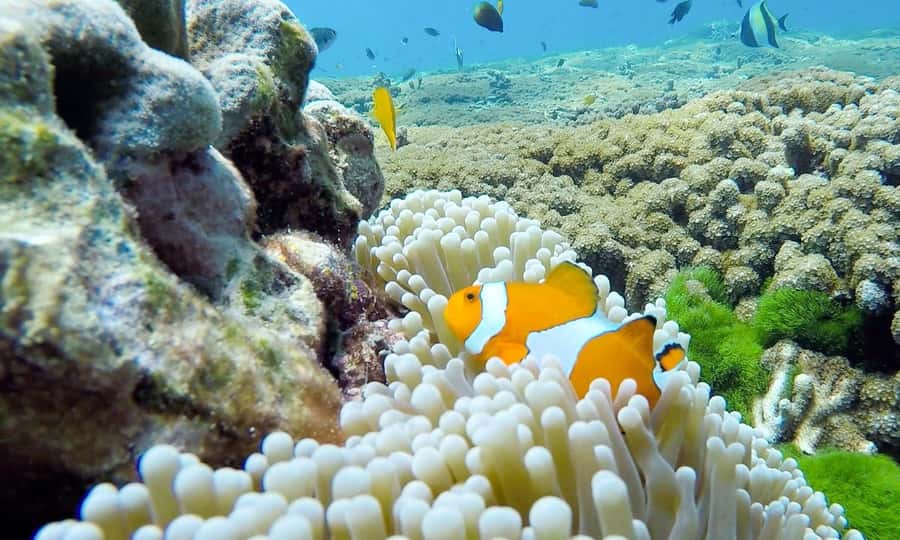 Phuket: Similan Island Full-Day Trip by Speedboat with Meals - Meals on the Water: Light Breakfast, Thai Buffet Lunch, Snacks, Drinks