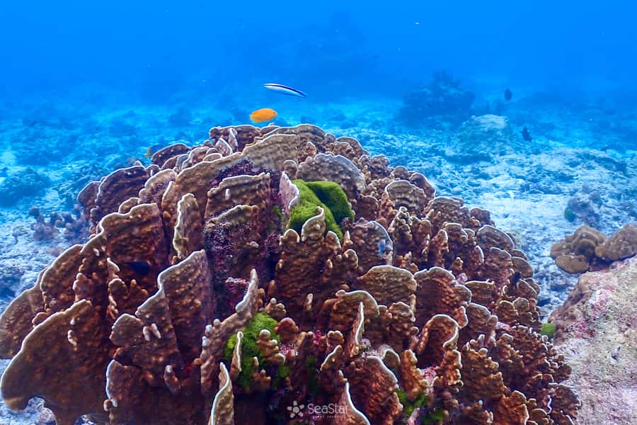Phuket: Similan Island Snorkeling Adventure full day tour - Donald Duck Bay (Island No. 8): views plus an optional hike